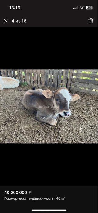 Продается дойные коровы с теленками!