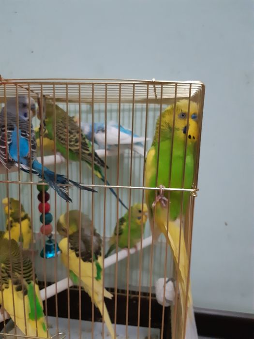 Chexskiy valnistiy papugay