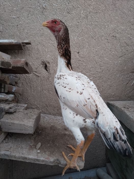 2 ta hamtana yirik uzun yahshi toza zot joja tovula