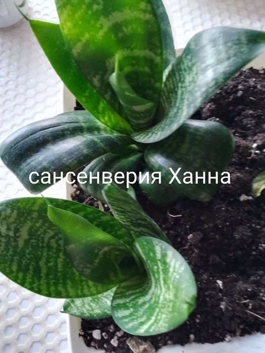 Комнатные растения