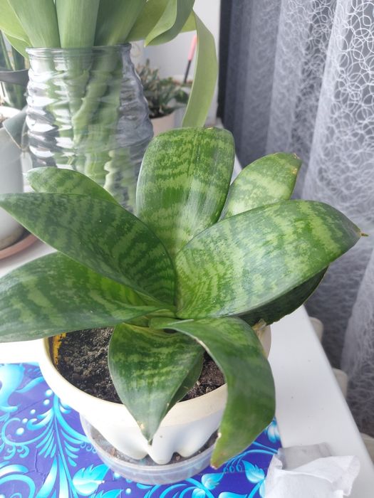 Продам цветок...