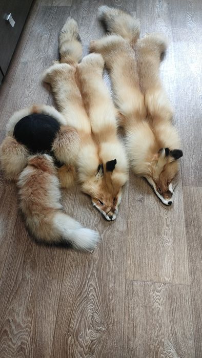 Продам мех рыжей лисы  20000т.