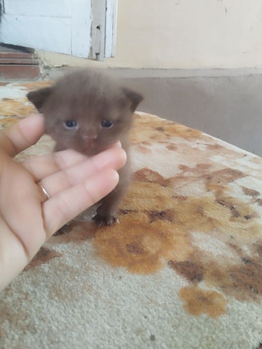 Kelishilgan naxrda beriladi