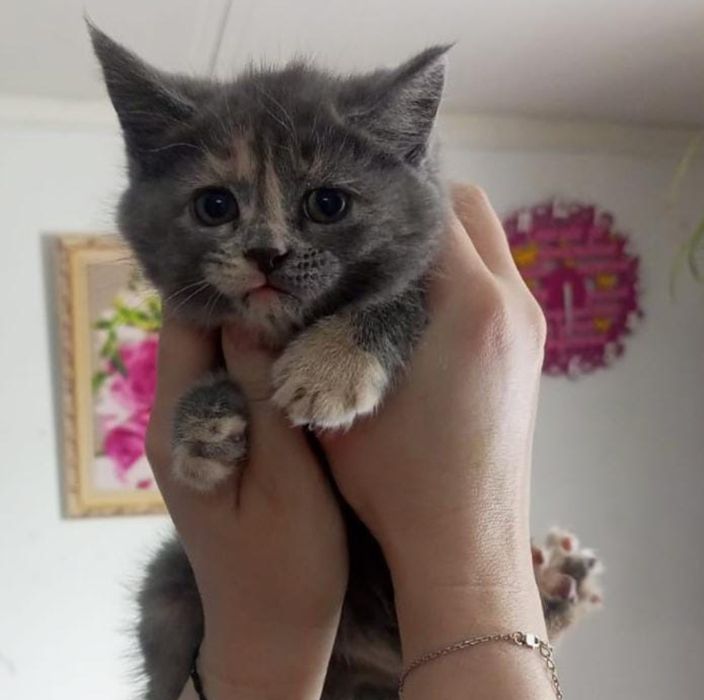 Девочки, к лотку приучены британские