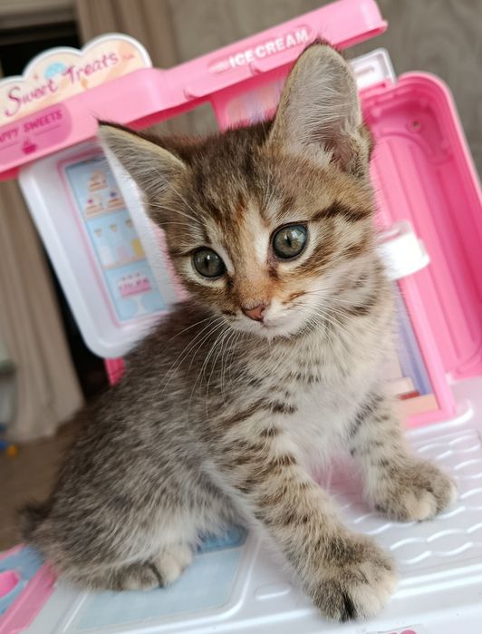 Игривые, ласковые котята