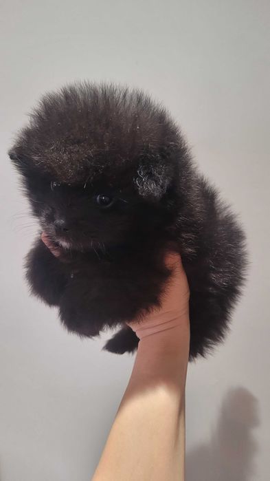 Померанчета на 2 месеца