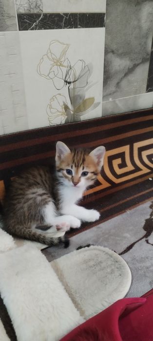 Котята японского бобтэйла.