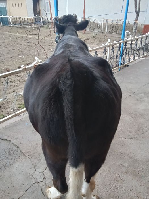 Boʻgʻoz sigir sotiladi