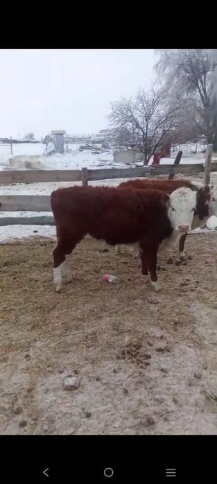 Қызыл қасқа, подсос