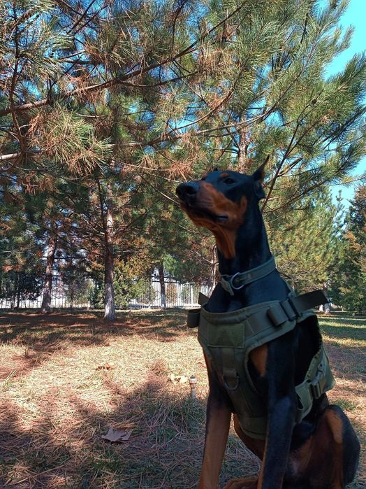 Доберман кучиклар сотилади Фаргонада тоза кон