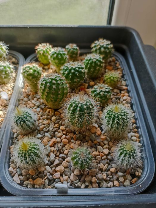 Продам кактусы,комнатные растения