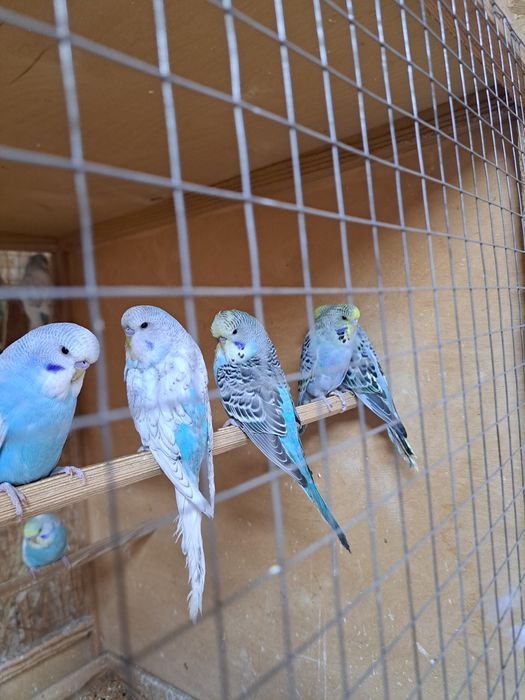 Выстовачные папугаи