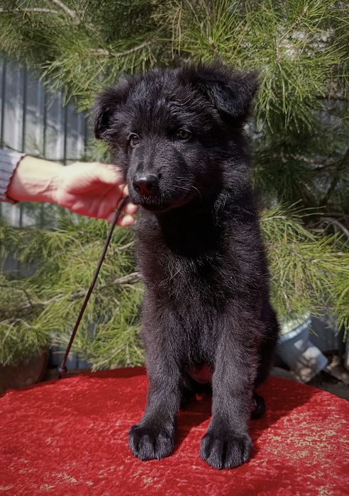 Немецкая овчарка черного окраса (сука)