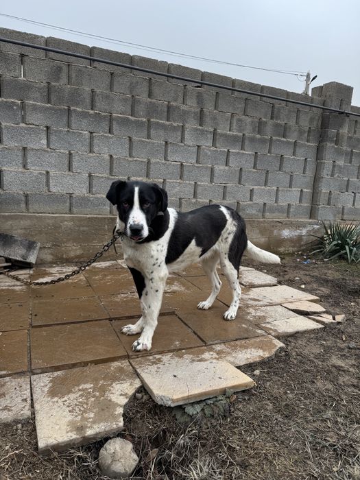 Продам щенка САО 11 месяц