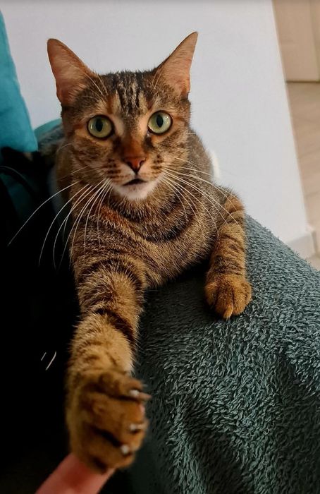 Adoptie responsabila Minnie