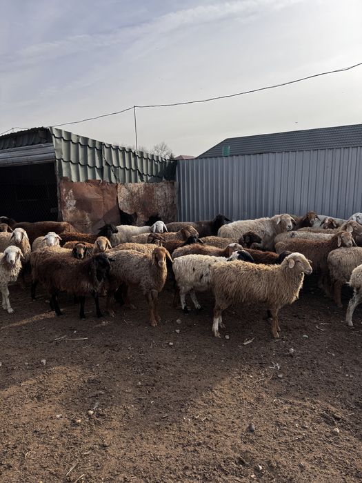 Продам баран на резку