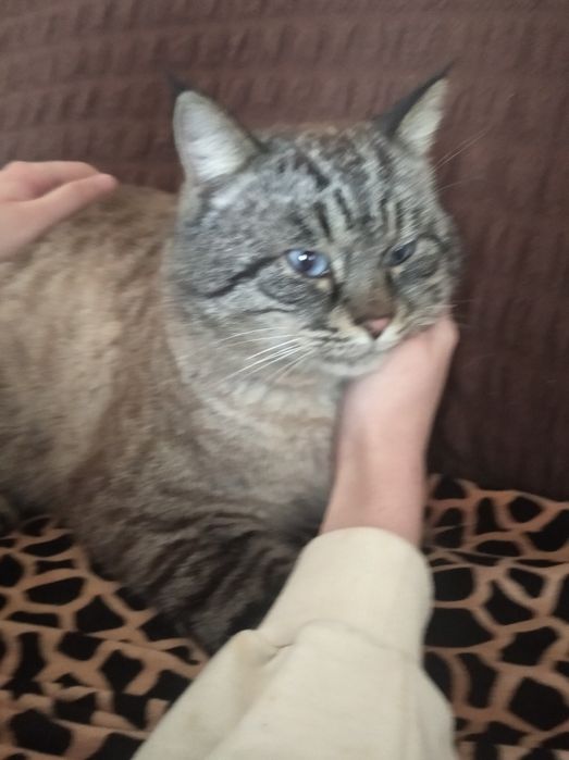 Котенок 1 месяц отдам даром