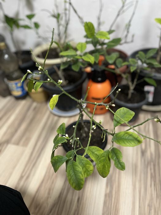 Продам лимон мейера