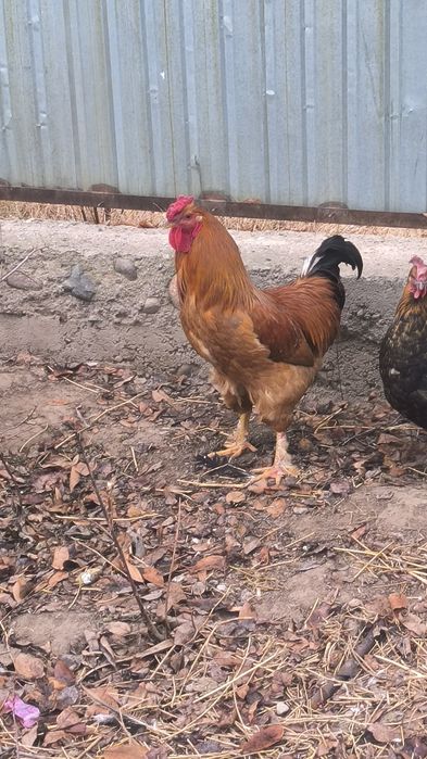 Семіз жас қораз сатылады