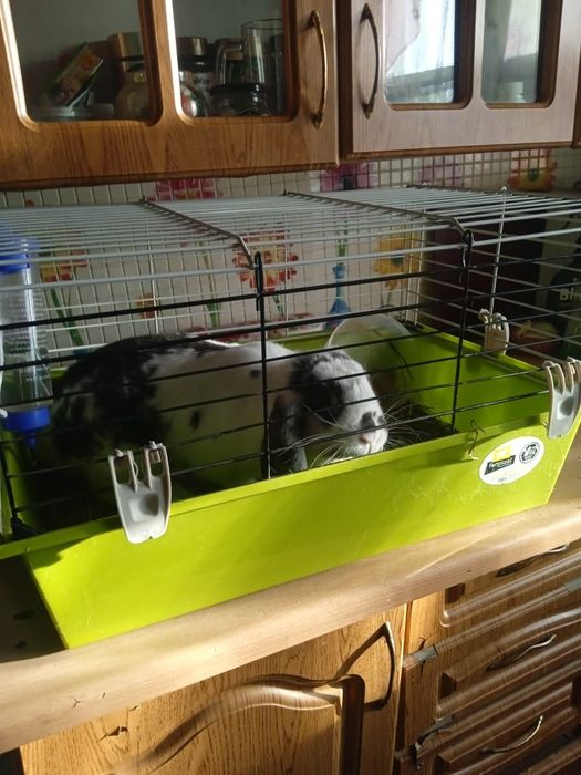 Продам декоративного кролика