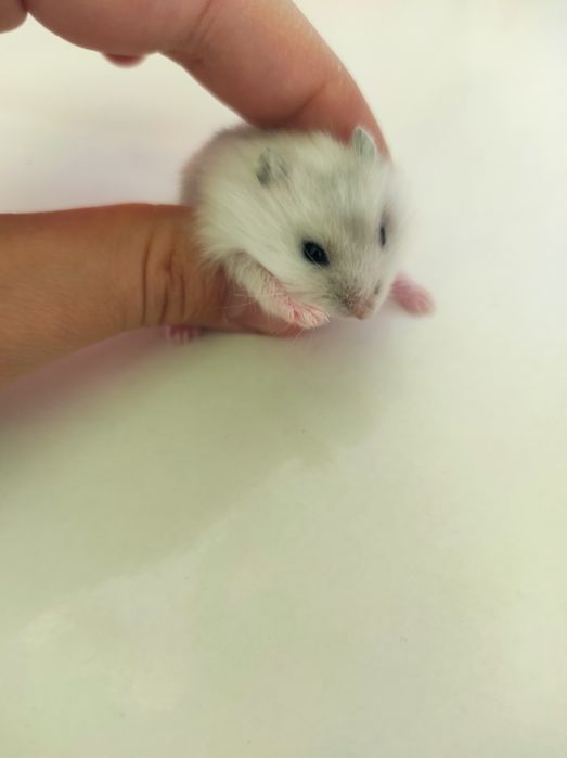 Хомяк джунгарский