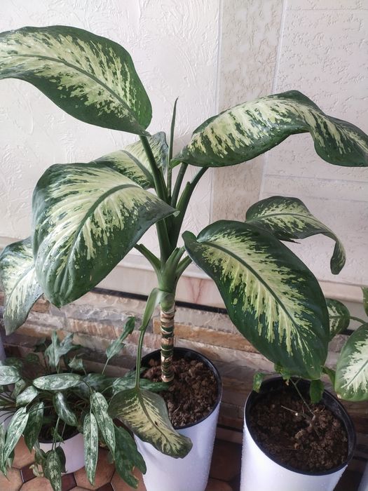 Хона гул Дифинбахия