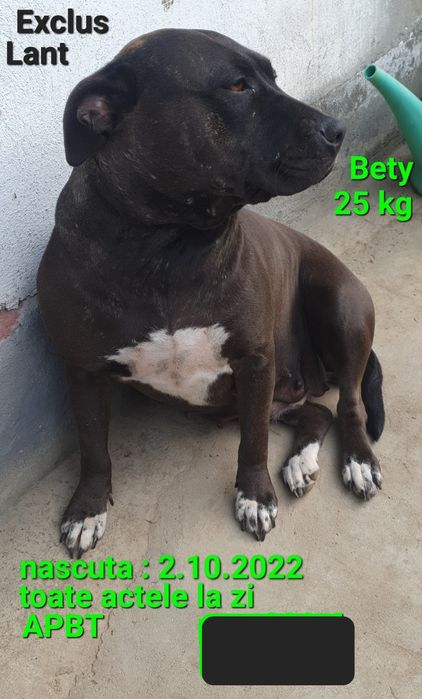 O fetita AmericanPBT doar aici