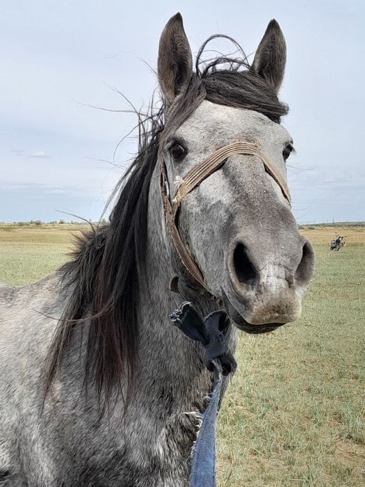 Продаю жеребчика или обмен на бычков
