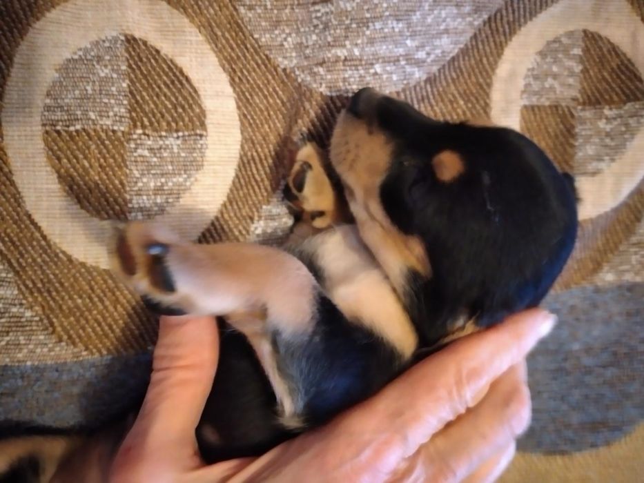 Продам щенков черной таксы