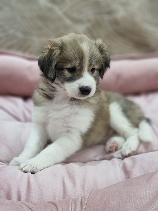 Домашний щенок.Ваше персональное счастье.