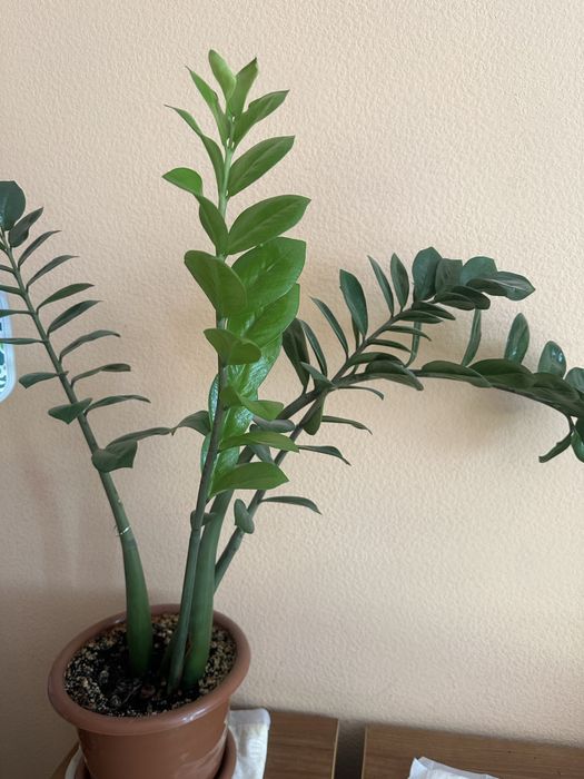 Комнатные растения