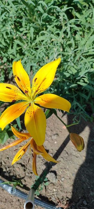 Цветы многолетние