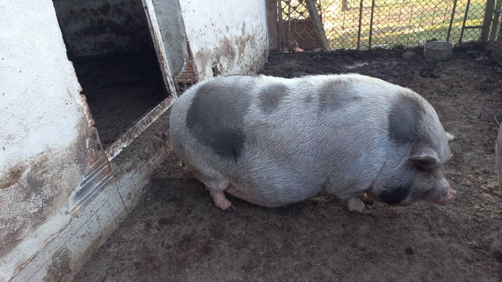 виетнамски прасета