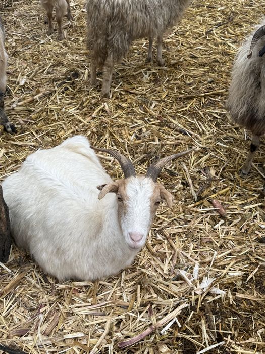 Vand 10 capre tinere toate au iezii in burta