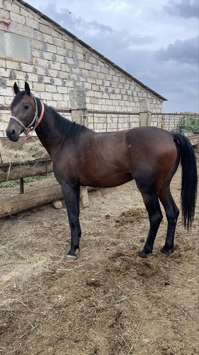 Жорга айгыр сатылады