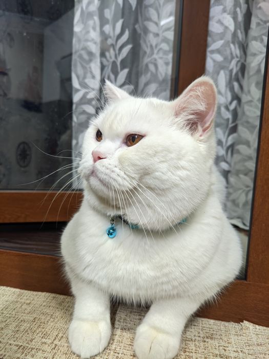 Скоттиш страйт кот на вязку