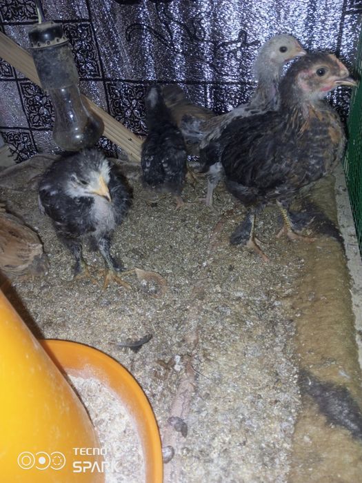 Joja damashniy kuruk tovuq ochgan