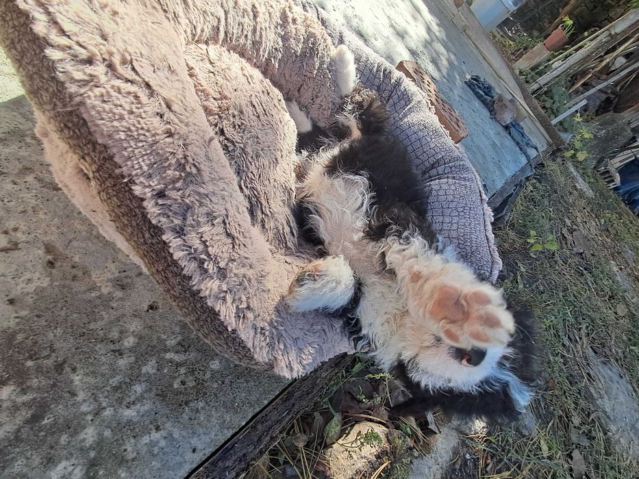 Продавам  кученце  Лагото Романьол 350 лв.