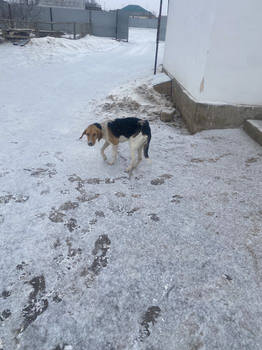 гончи/гончая/русская гончая/пеги