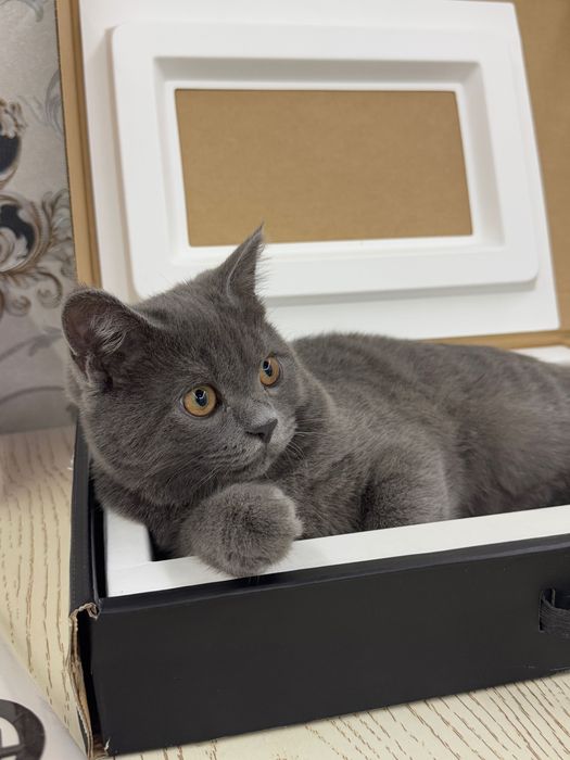 Mushuk scotish strayt