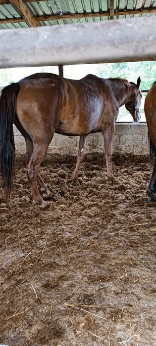 Продам откормленных лошадей