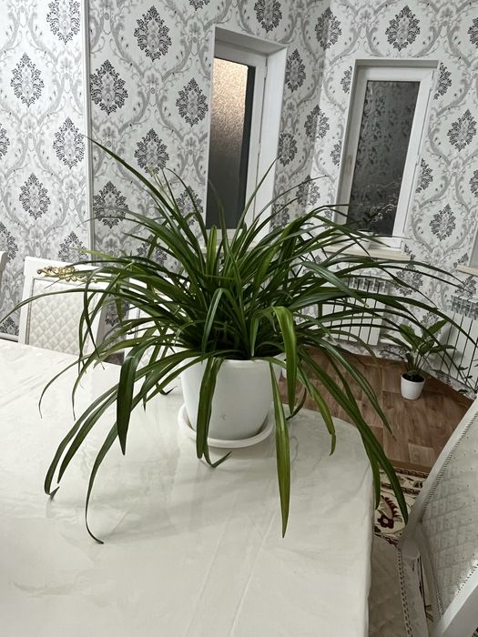 Цветы хлорофитум