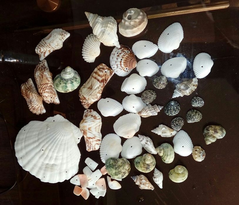 Продам морские ракушки