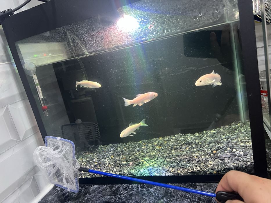 Akvarium sotiladi 30 litr. 4 ta koi baligi bn