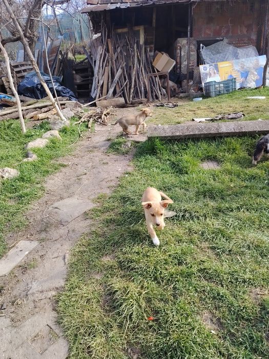 Подаряват се кученца на 2 месеца