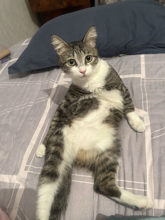 Кошка отдам в добрые руки