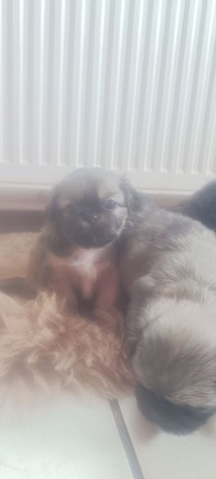 Пекинезчета родени на 12 февруари