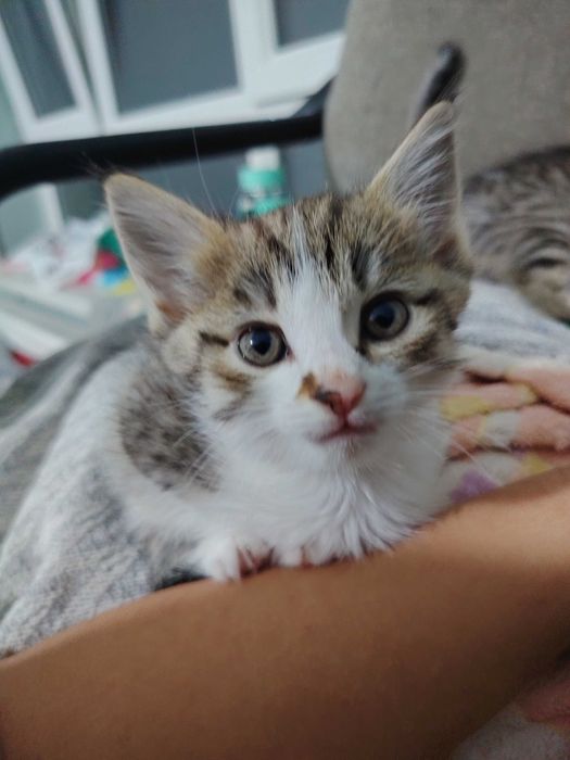 Котёнок от турецкой ангоры