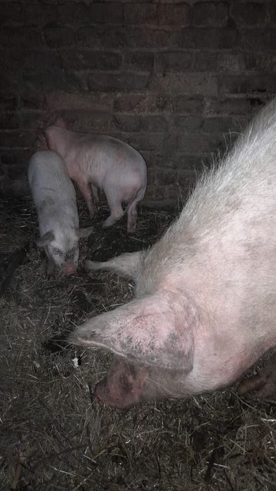 Продам поросят, месячных