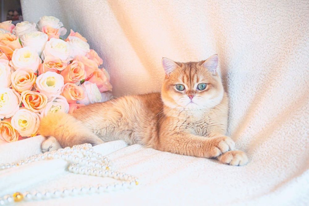 Британская золотая шоколадная шиншилла из Питомника Catalin_Castle